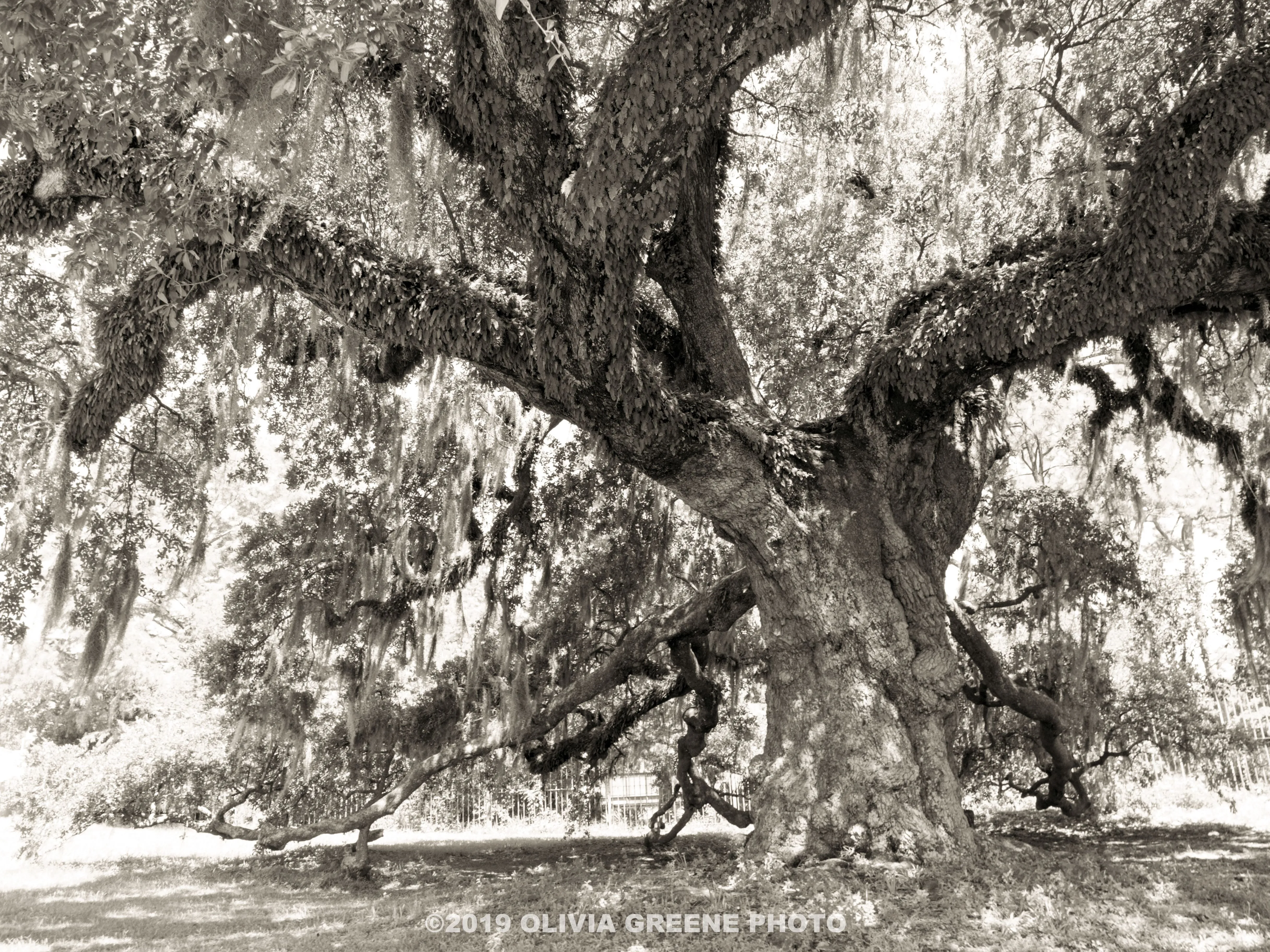 Photography Cards by Olivia Greene